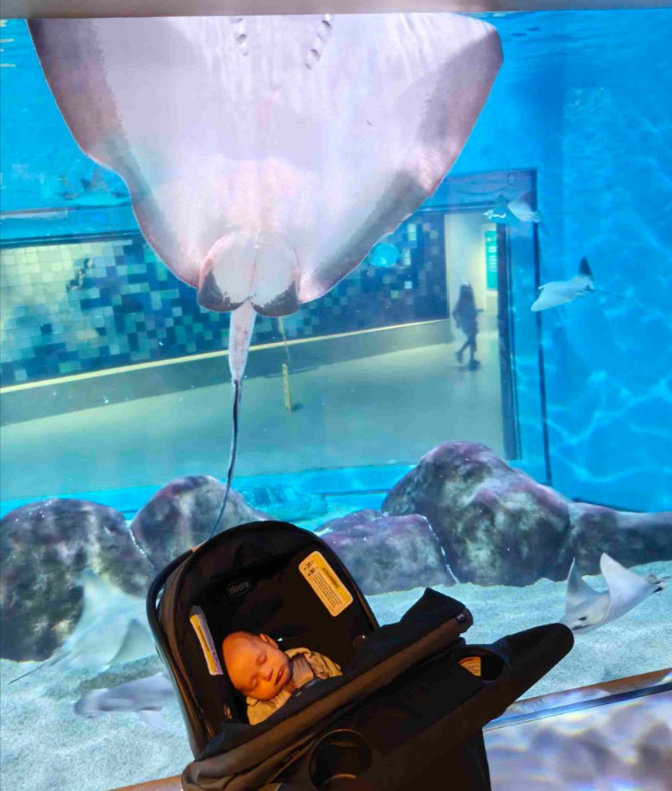 Zoo Trip